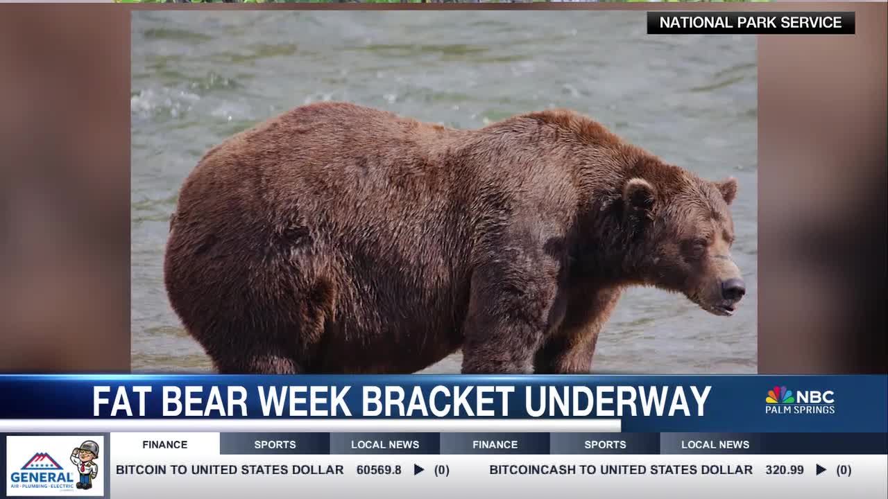 2024 Fat Bear Week Kicks Off: Watch and Vote for Your Favorite Salmon-Fed Bear [Video]