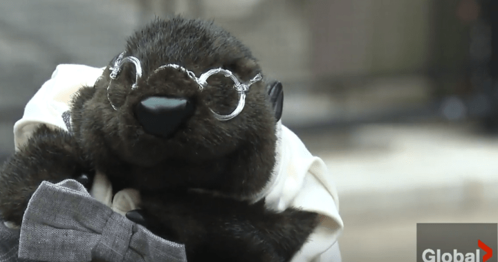 Justin Beaver telling people in Halifax to give a dam about voting – Halifax [Video]