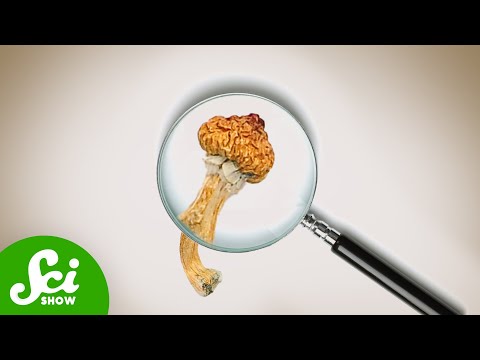 Does Microdosing Actually Work? [Video]