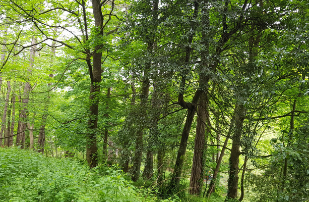 ‘One forester said all the rules around planting native trees make him want to scream’ [Video]