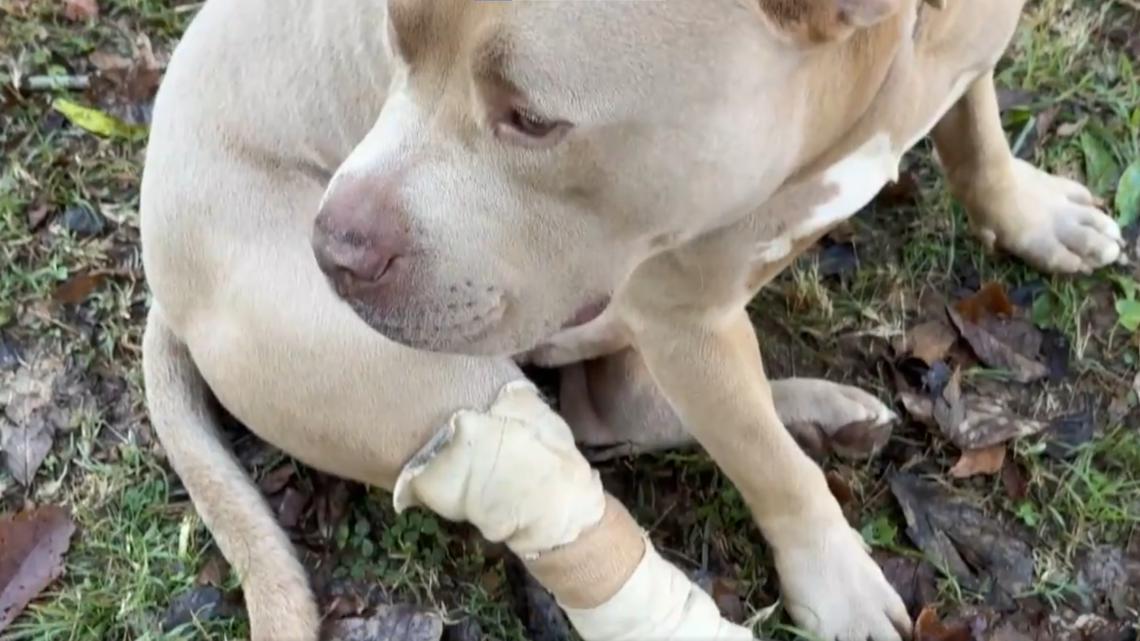 Dog shot in Gastonia, North Carolina, officer saves his life [Video]