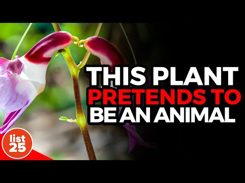 25 Facts About Nature That Will Leave You Speechless [Video]