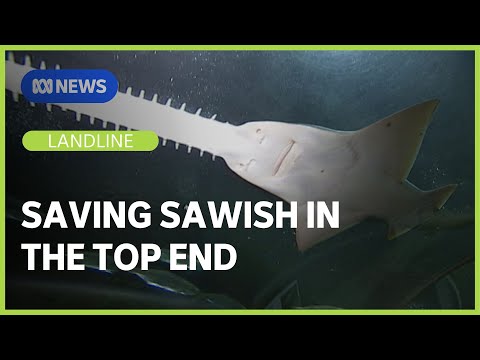 Saving the Top End’s mysterious and endangered sawfish  | Landline | ABC News [Video]