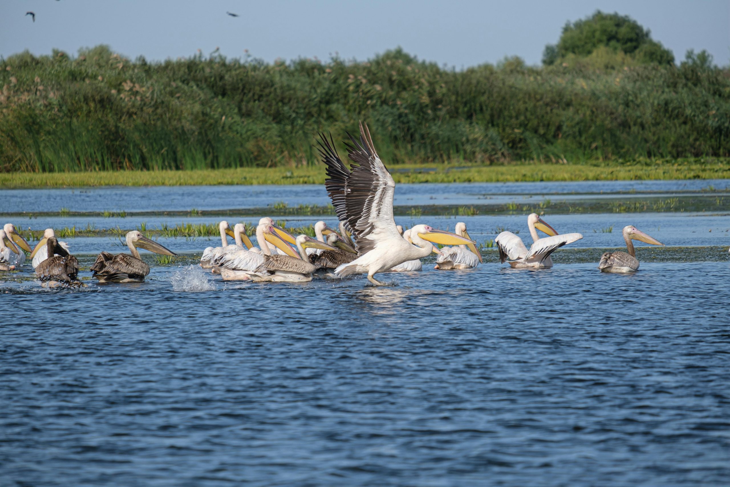 Deep-freezing DNA to Protect Biodiversity in Partnership with Slovakia [Video]