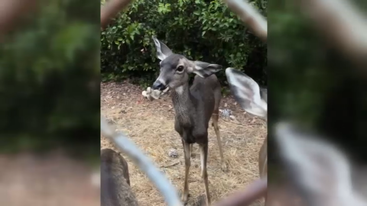 Operation to save Hollywood doe who has bone stuck in her mouth  NBC Connecticut [Video]