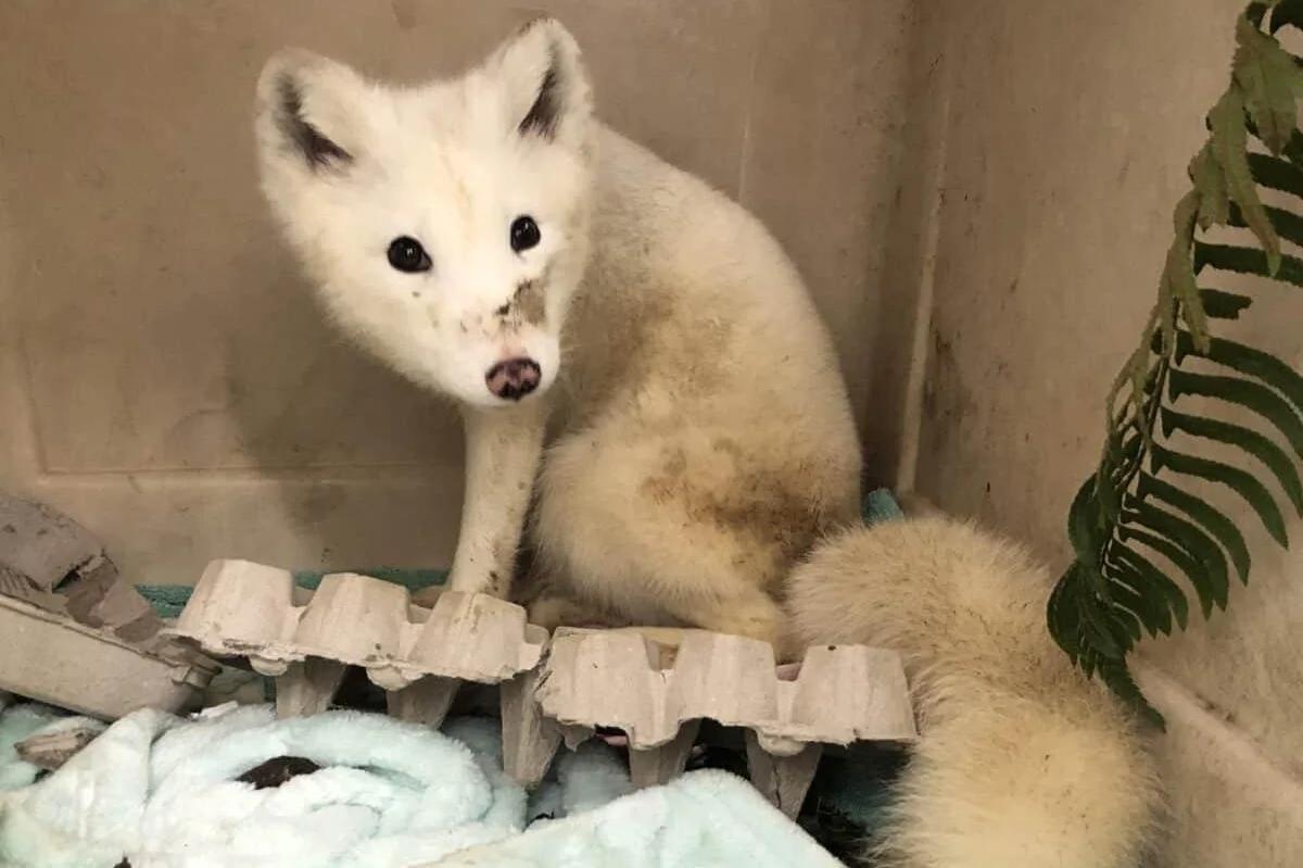 Look: Wandering Arctic fox captured in Oregon, origins unclear [Video]