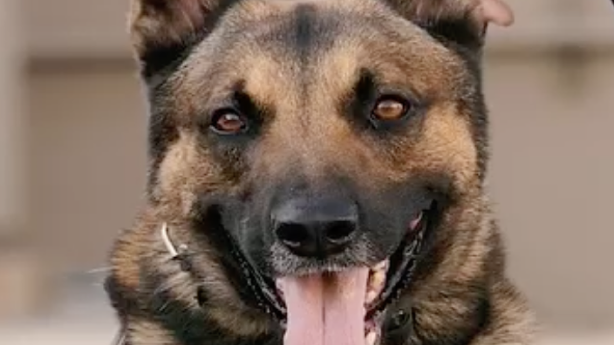 K-9 officer retires from South Gate Police Department  NBC Los Angeles [Video]