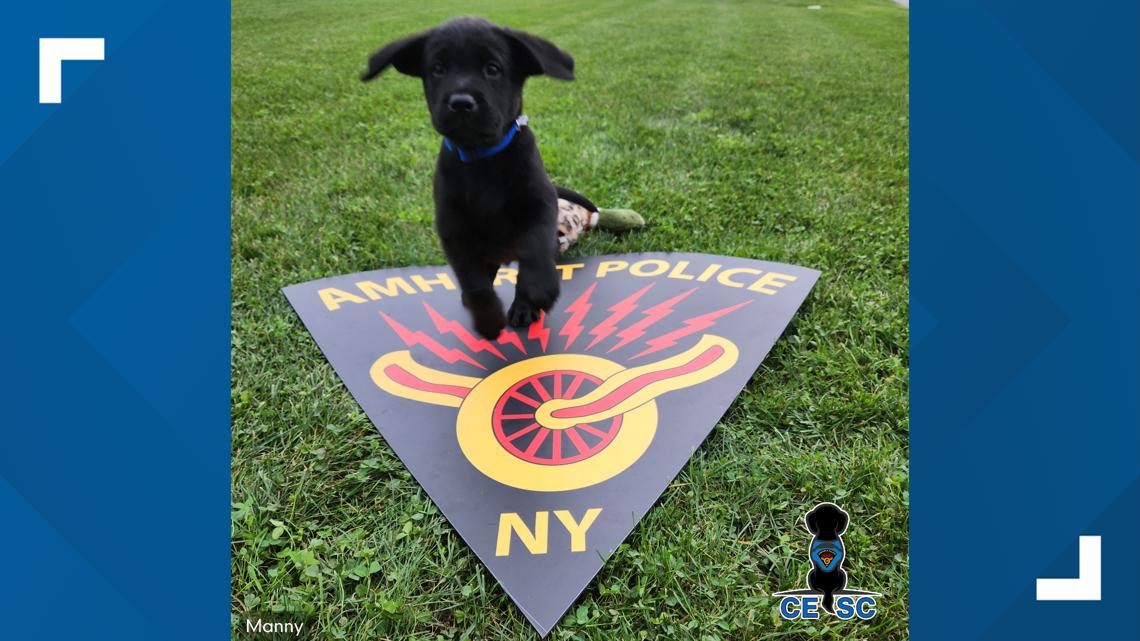 Amherst Police welcome a cuddly K-9 to its ranks [Video]