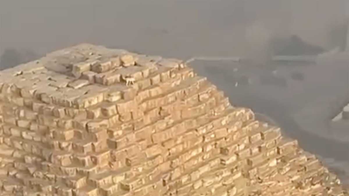 Dog spotted hanging out on top of ancient pyramid in Egypt [Video]