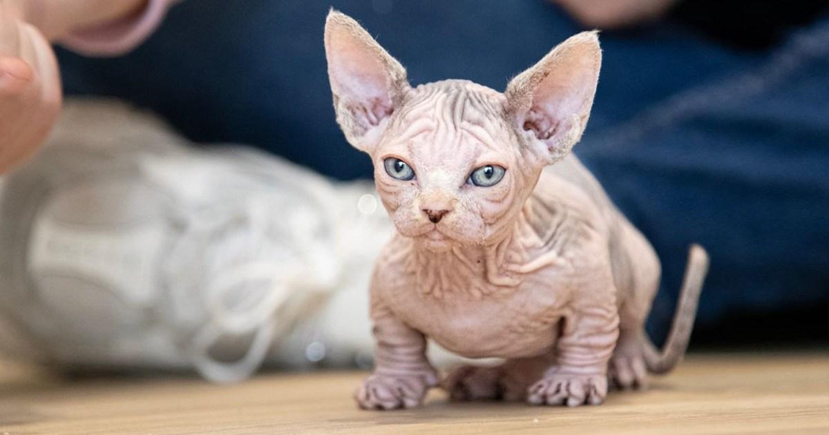 Animal experts issue fresh warning over mutant ‘bullycats’ | UK News [Video]