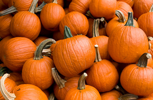 How much do you know about pumpkins?  TheJournal.ie [Video]