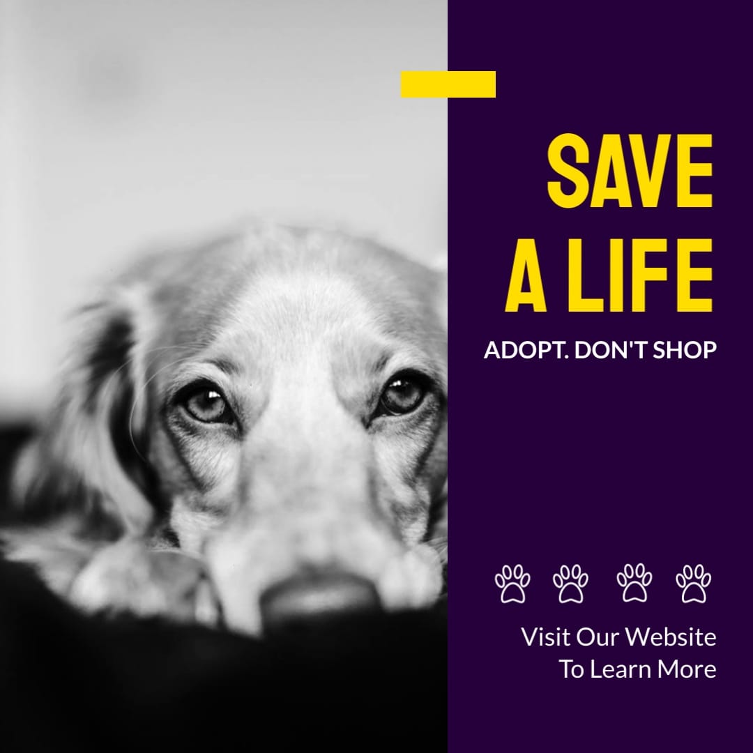 Save A Life Adoption – Instagram Post Template [Video]