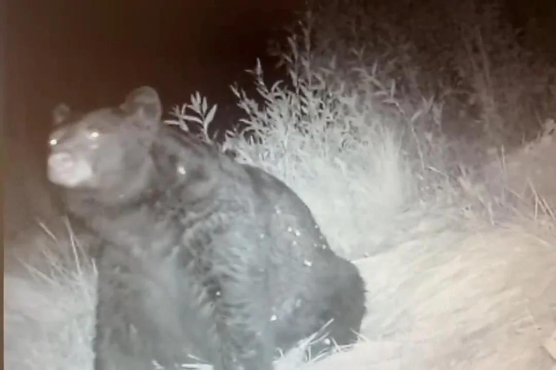 Watch: ‘Thicc boi’ black bear caught on camera in Colorado [Video]