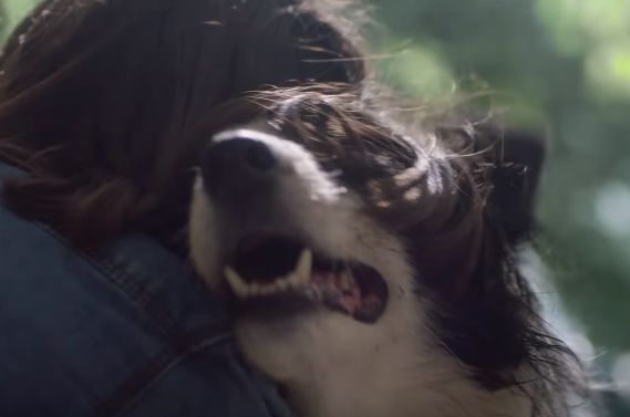 Dog Smells Its Way Home in Touching Air Freshener Ad [Video]