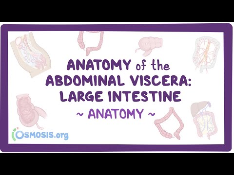 Anatomy of the abdominal viscera: Large intestine [Video]