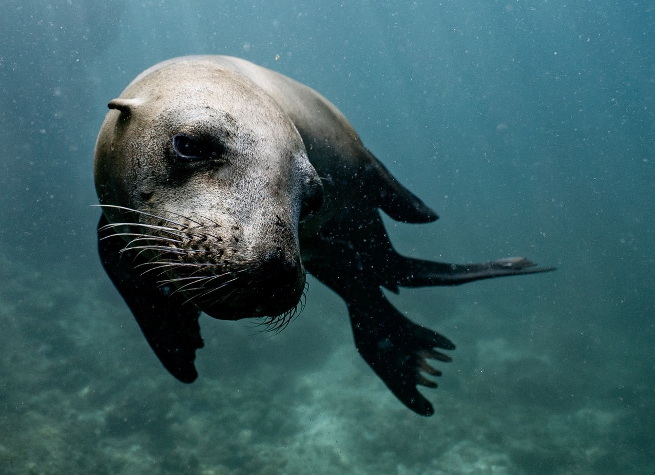 CapeNature Discourages Engagement with Cape Fur Seals this Holiday Season [Video]