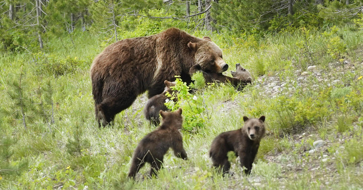 Famous mama grizzly bear killed by car “stepped right out into the road” before collision, Wyoming officials say [Video]