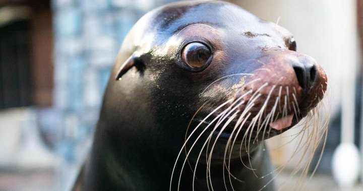 West Edmonton Mall announces death of sea lion that lived in shopping centre - Edmonton [Video]