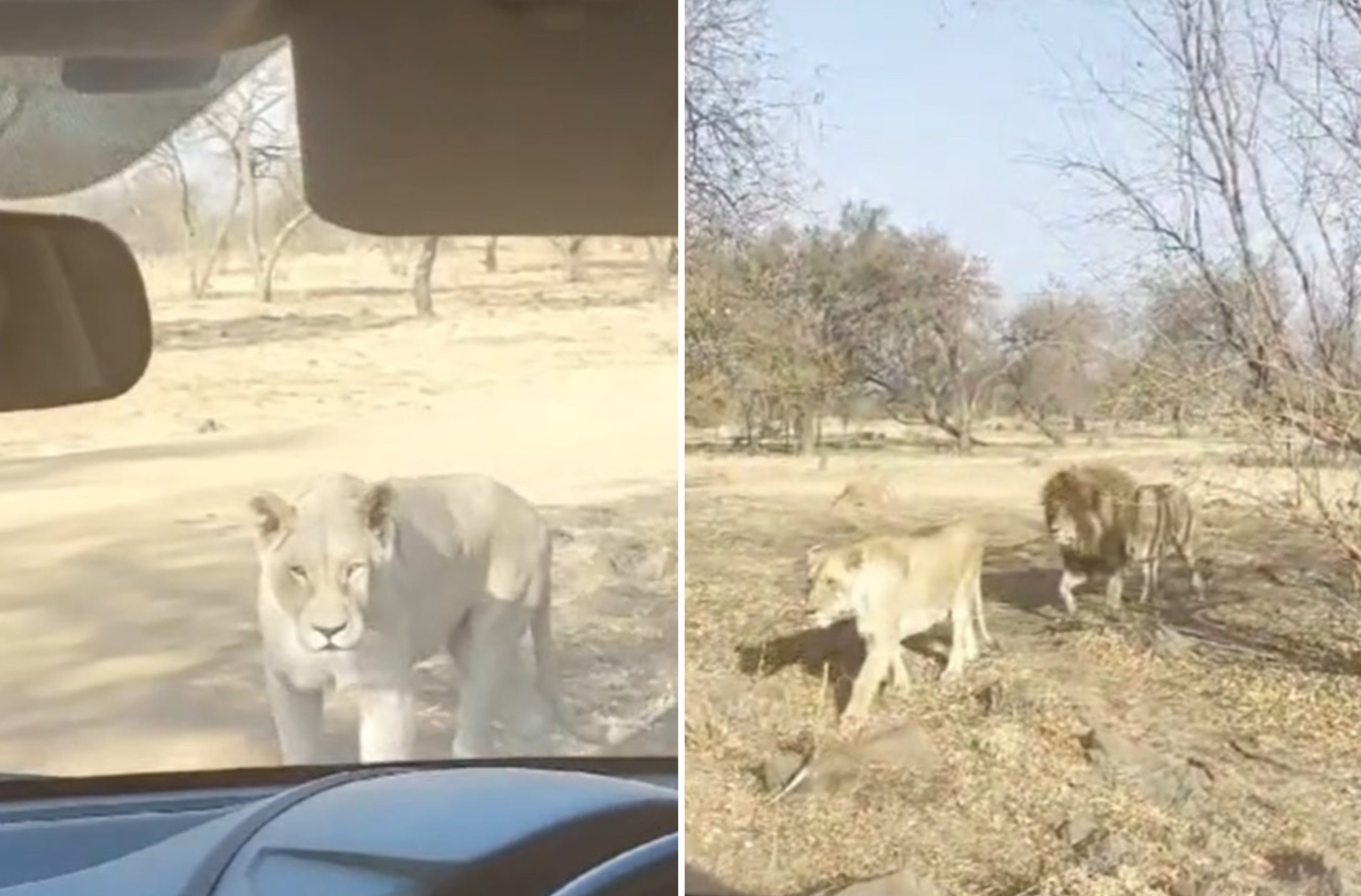 Watch Moment Lions Stalk Tourists in African Safari Park: ‘They Smell Fear’ [Video]