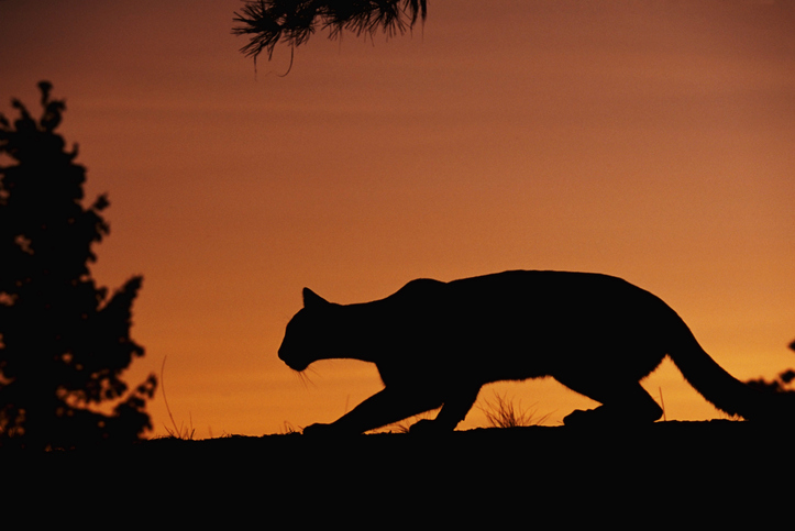 BCSO: Large cat spotted in neighborhood, caution urged for residents [Video]