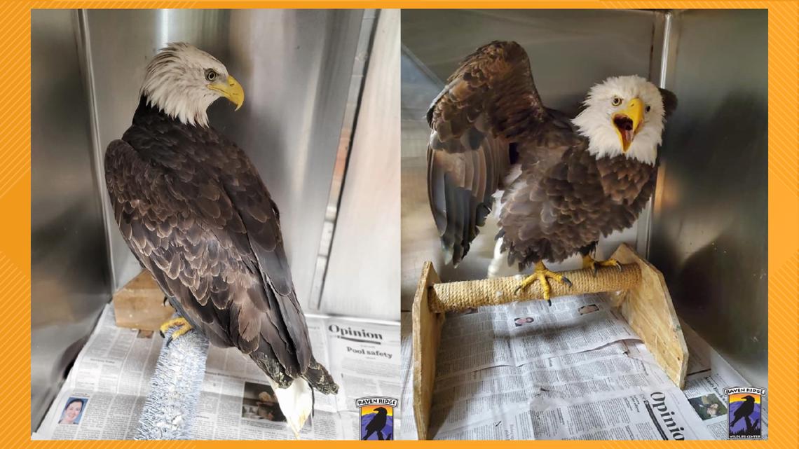 Nonprofit rescues two bald eagles trapped under boulder [Video]