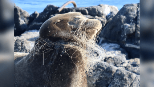 Vancouver Aquarium helps free entangled sea lion [Video]