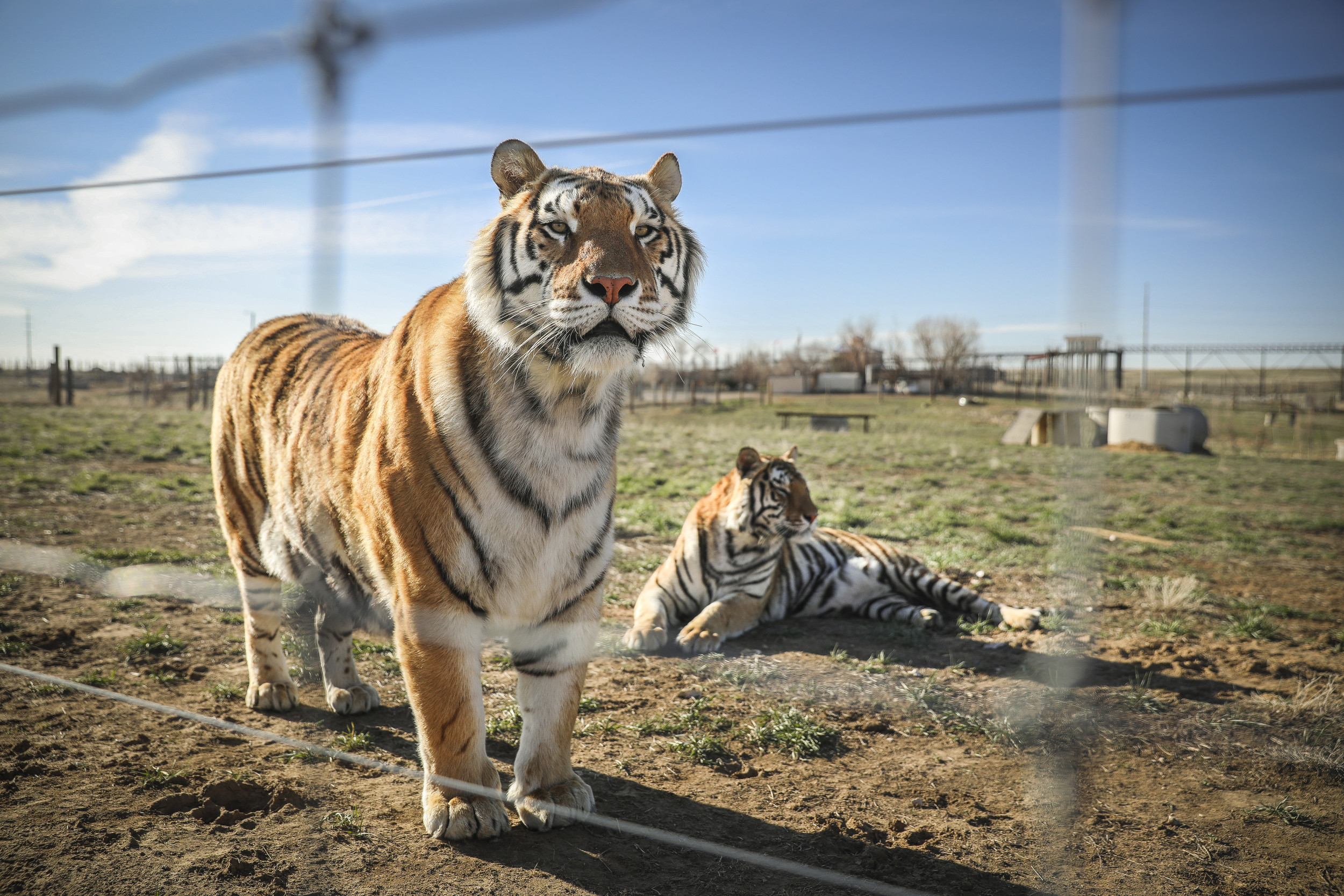 ‘Tiger King’ Joe Exotic, 61, Engaged to Fellow Inmate, 33 [Video]