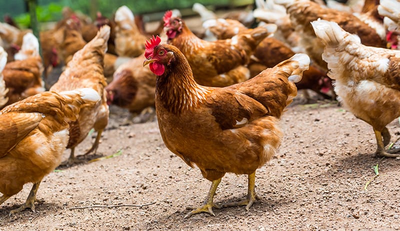 Outrage after 42,000 chickens drown on a farm in Spain’s Andalucia after being struck by DANA storm [Video]