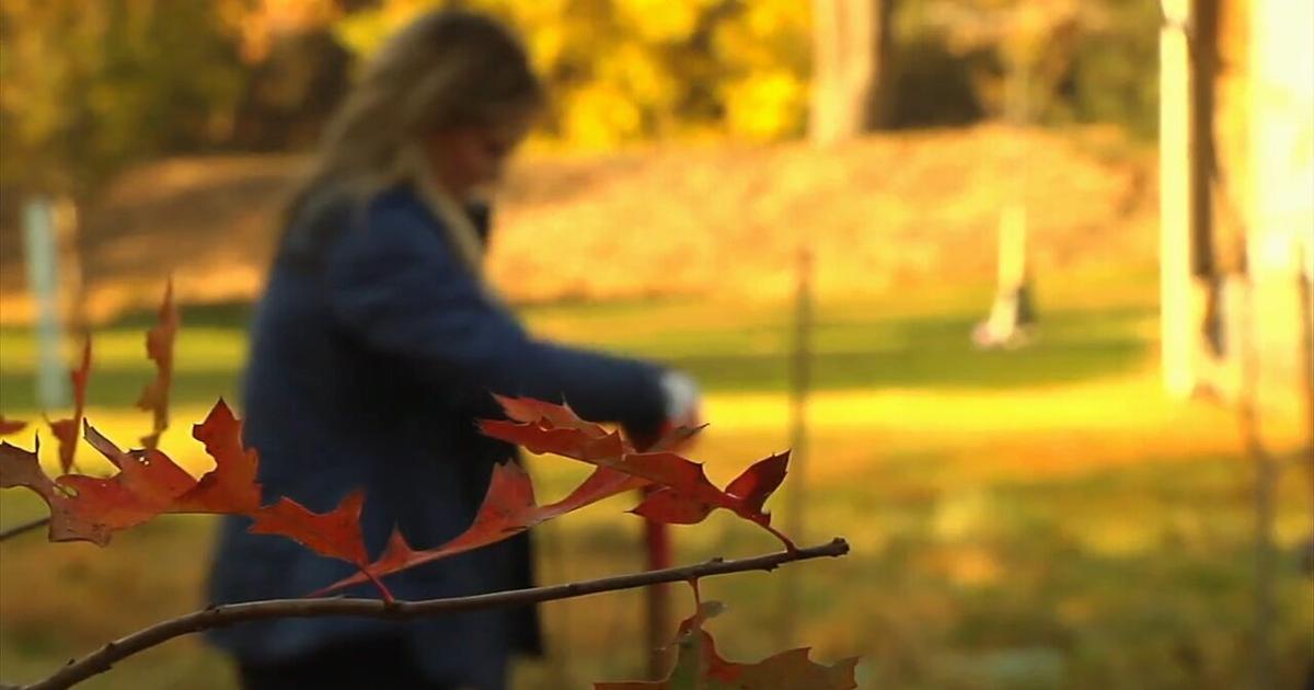 Over 100 trees plated at park in Allentown to help with erosion, flooding | Lehigh Valley Regional News [Video]