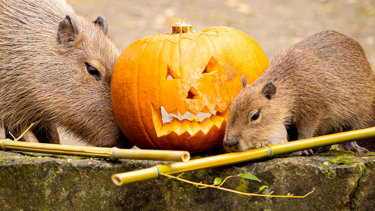 Be Careful About Tossing Old Pumpkins Out for Wildlife to Eat, Officials Warn [Video]