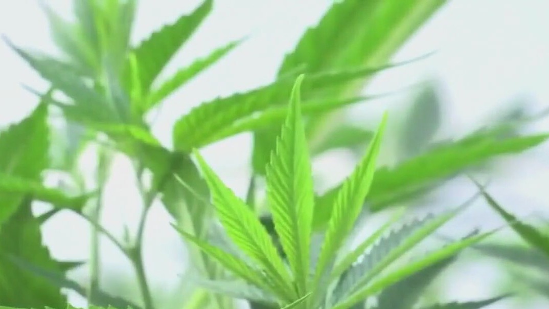 Lockhart, Bastrop residents to vote on decriminalizing low-level marijuana possession [Video]