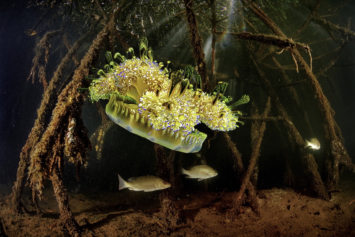 Puerto Rico’s New Marine Reserve Will Protect More Than 14 Endangered Species [Video]