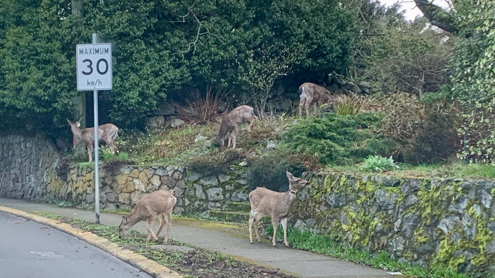 Police issue warning after dog killed by deer near Victoria [Video]