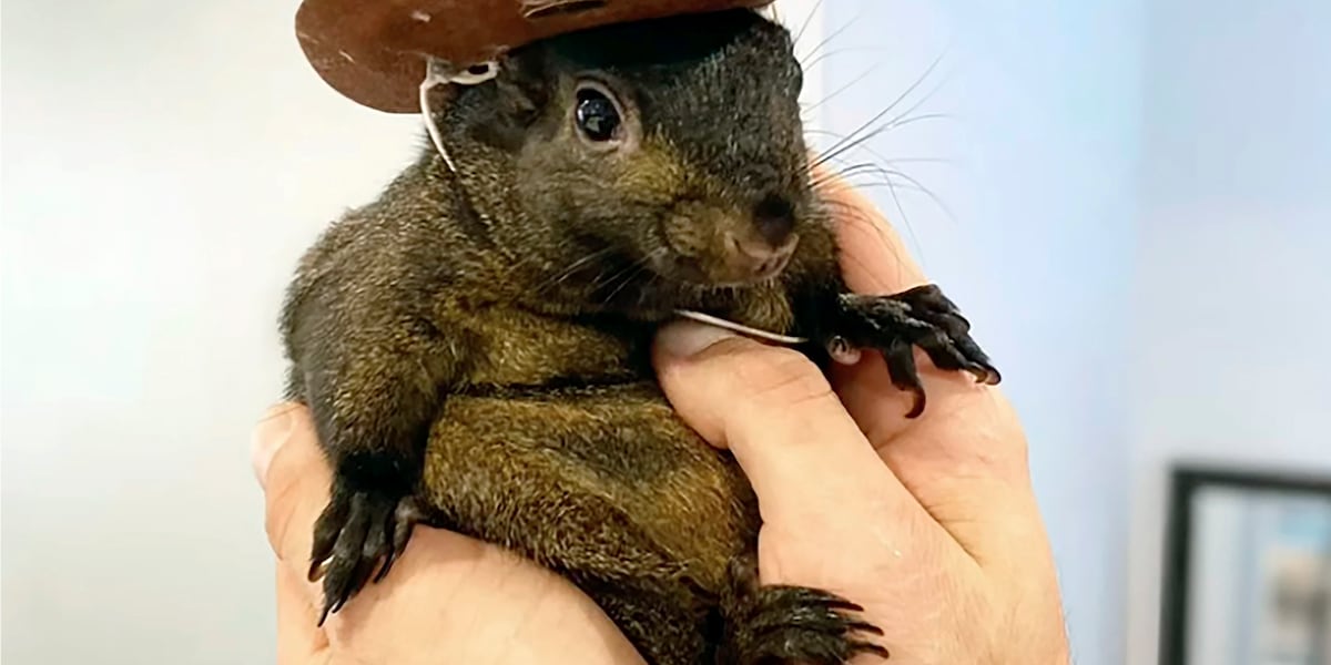 Peanut, orphaned squirrel who became social media star, was euthanized after being seized from home [Video]