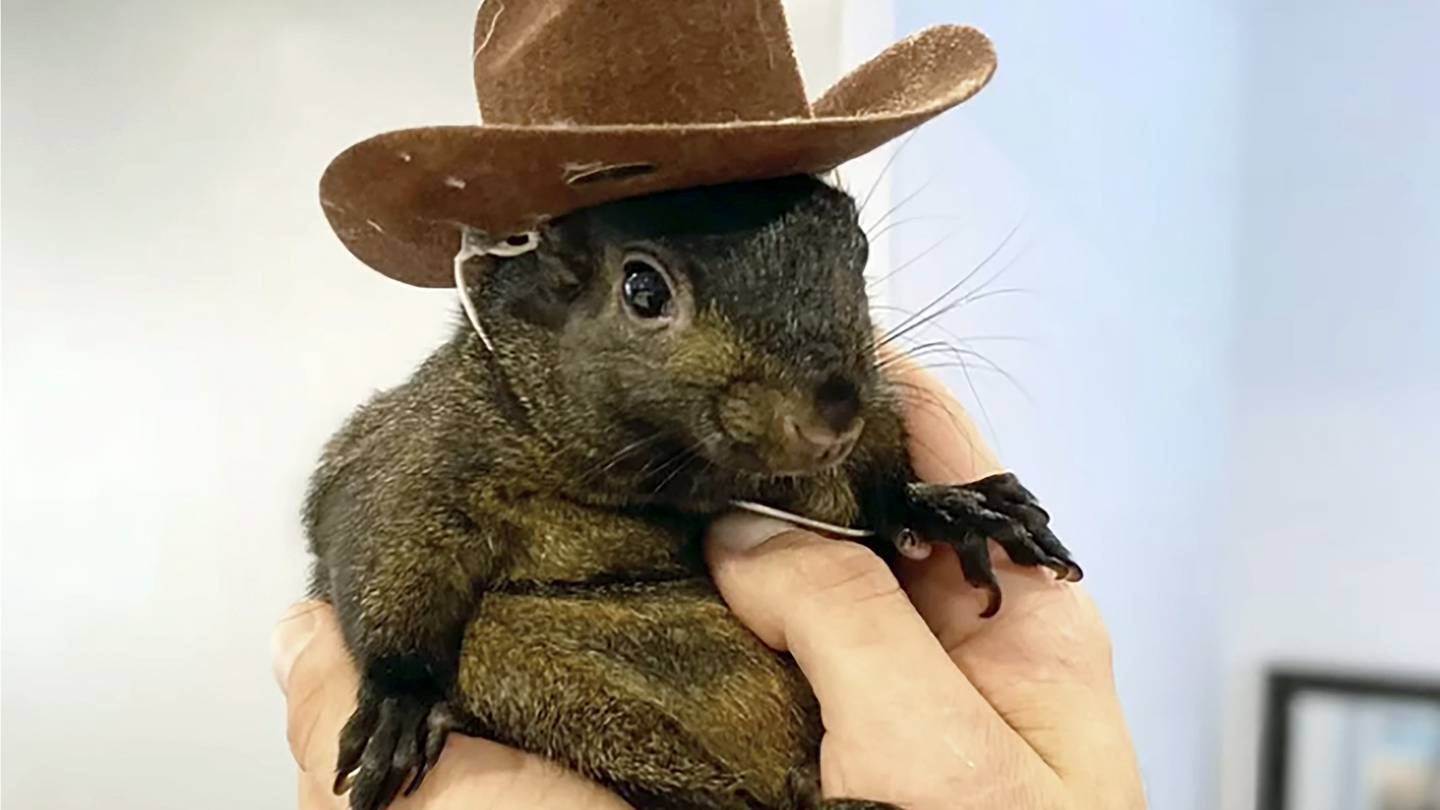 The man who took in orphaned Peanut the squirrel says its surreal officials euthanized his pet  WSOC TV [Video]