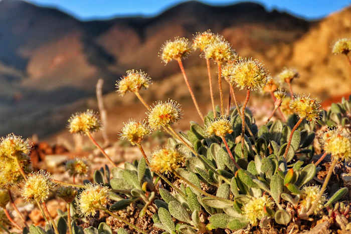 Nevada lithium mine will crush rare plant habitat US said is critical to its survival, lawsuit says [Video]