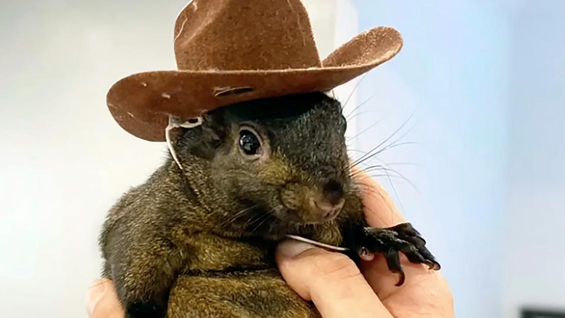 Peanut the squirrel owner says it’s ‘surreal’ officials euthanized pet [Video]