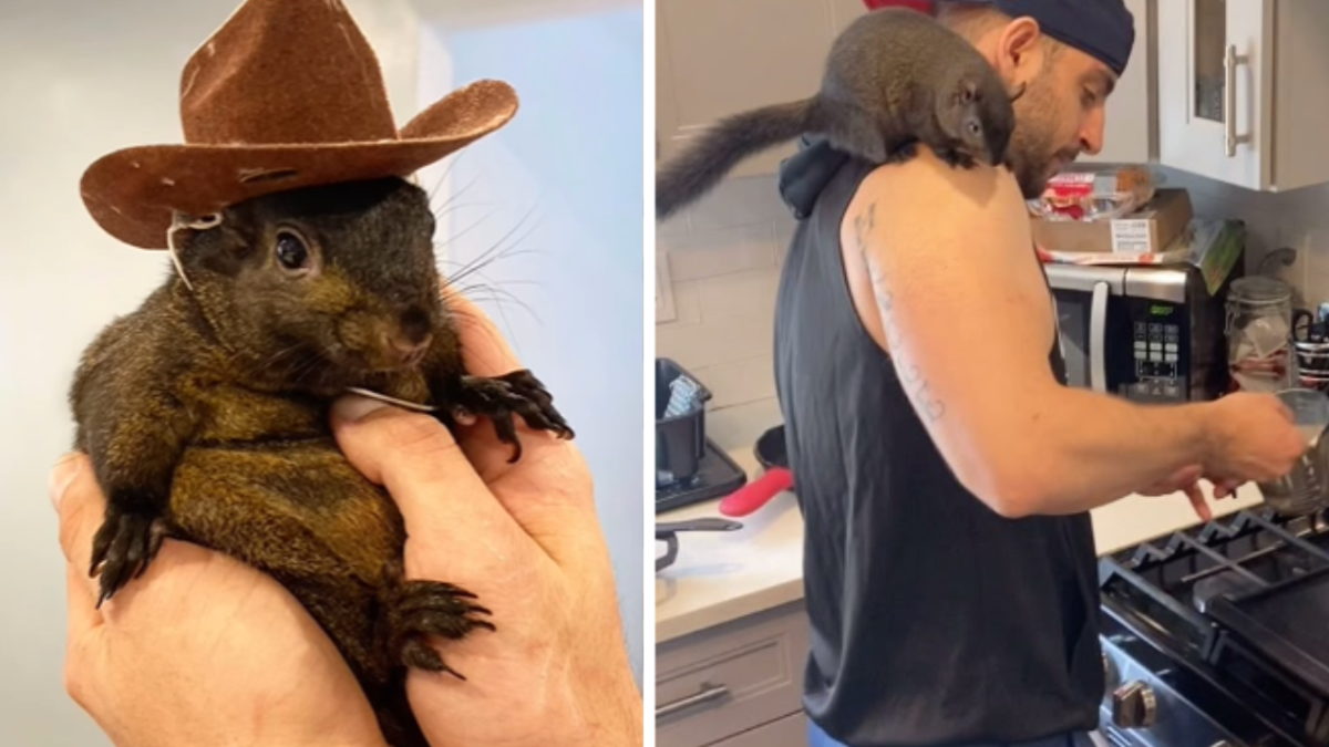 Peanut the squirrel seized, euthanized in NY state raid; Elon Musk reacts [Video]