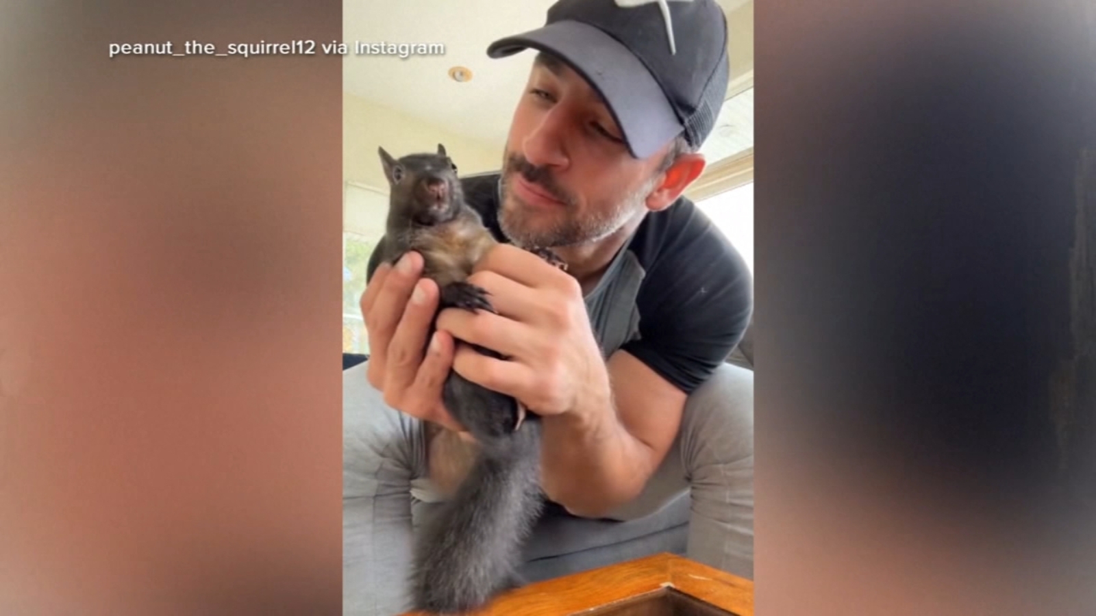 Peanut the squirrel euthanized: Mark Longo, who took in orphaned animal, says it’s ‘surreal’ New York officials euthanized his pet [Video]