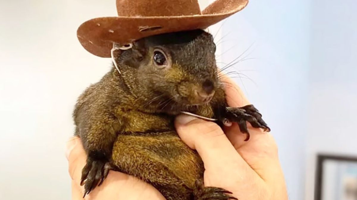 Peanut The Squirrel Euthanised: Owner Alleges ‘Terrorist’ Treatment As US Social Media Star Killed; Here’s What Happened [Video]