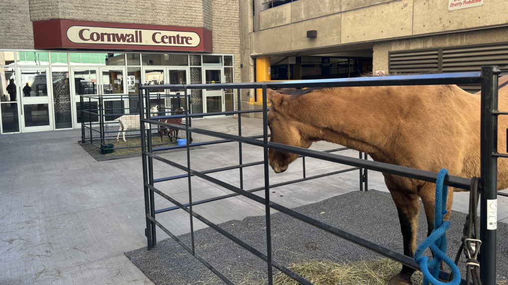 Agribition kickoff breakfast hosted at Cornwall Centre [Video]