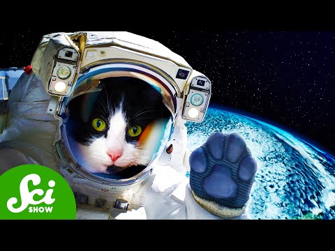 The First (And Only) Time We Sent a Cat to Space [Video]