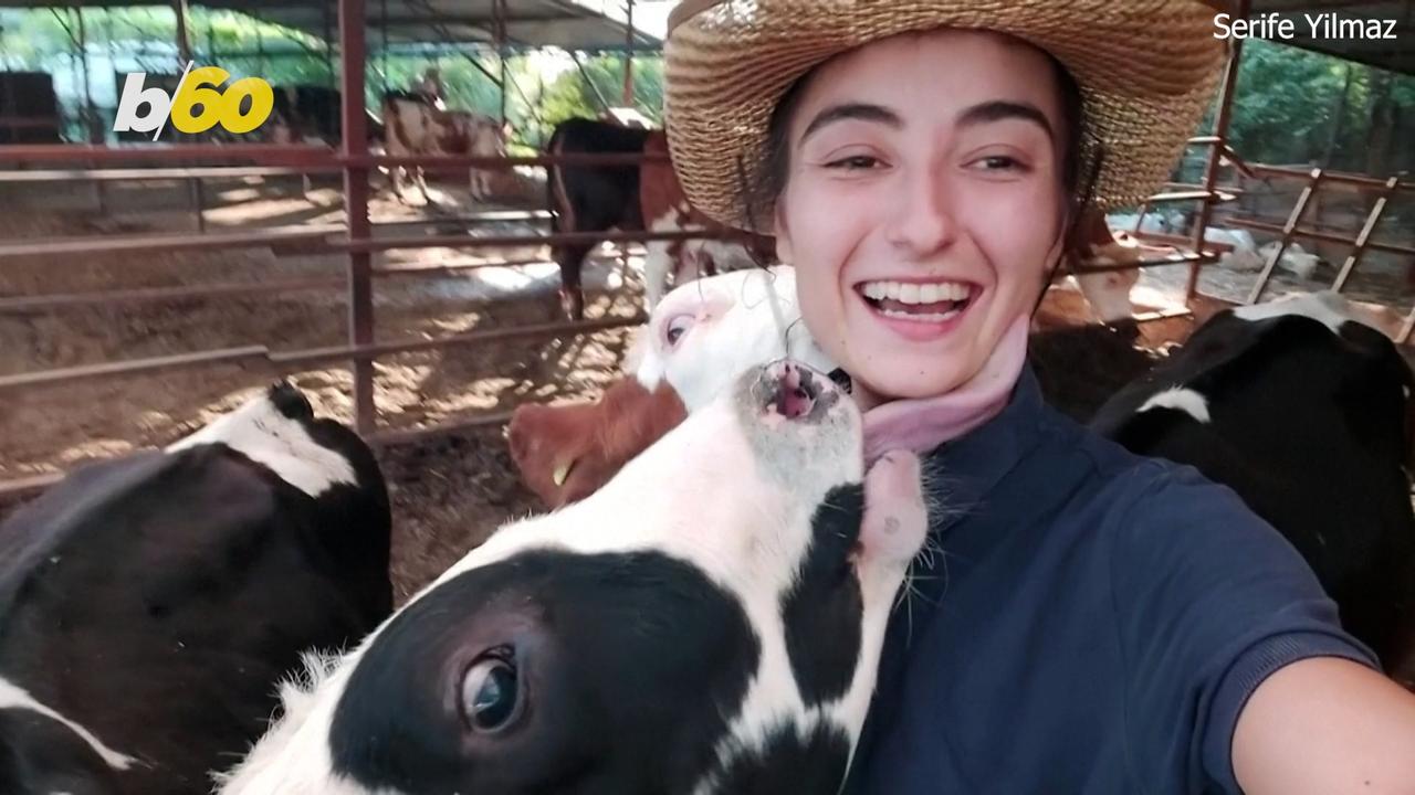 This Cow Knows How To Pose for a Selfie? You [Video]