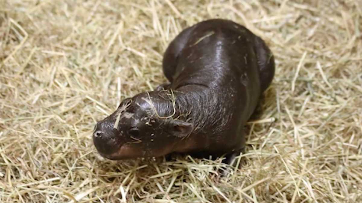 New baby pigmy hippo gaining attention on social media [Video]