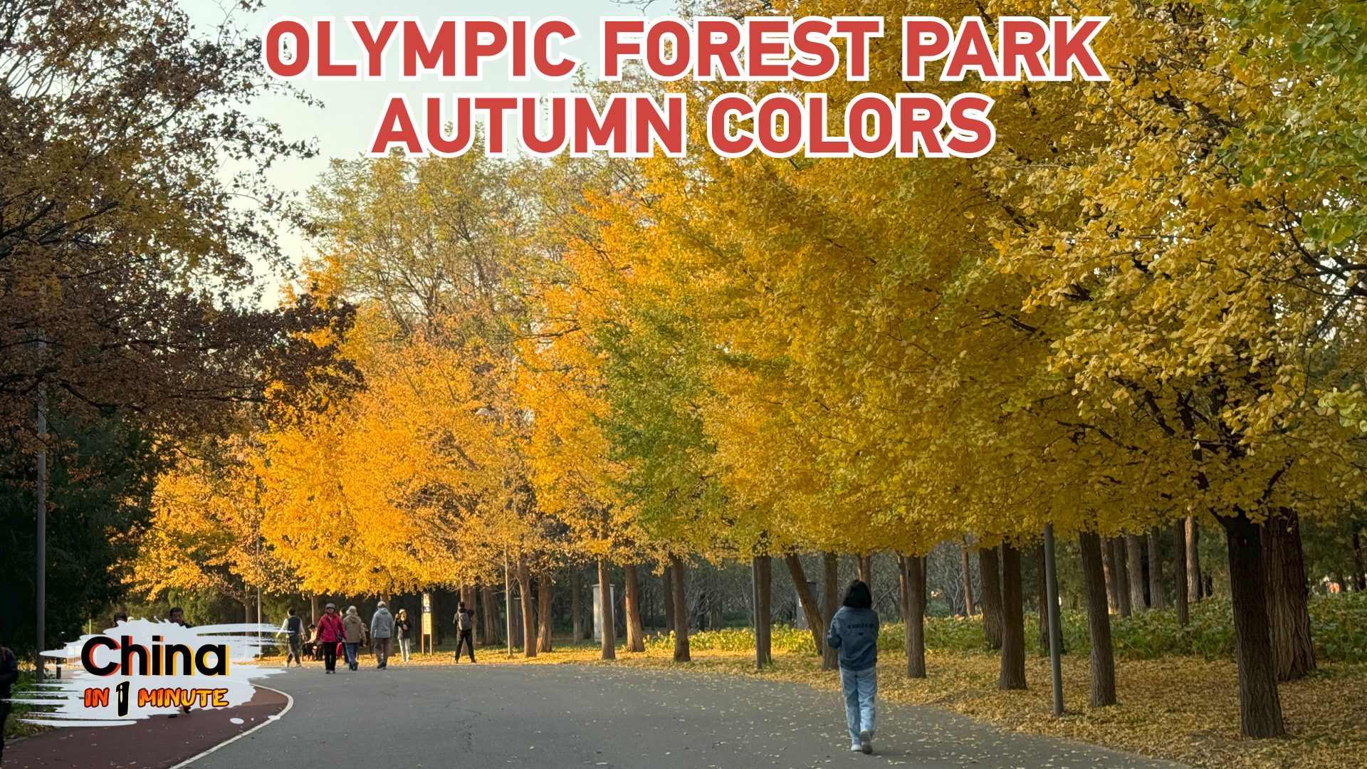 Golden foliage at Olympic Forest Park [Video]