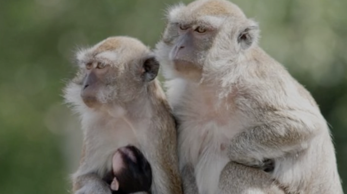 Police search for 40 monkeys that escaped from a South Carolina research center [Video]