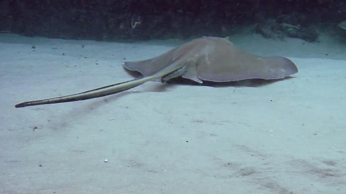 Local angler notices disturbing stingray trend [Video]