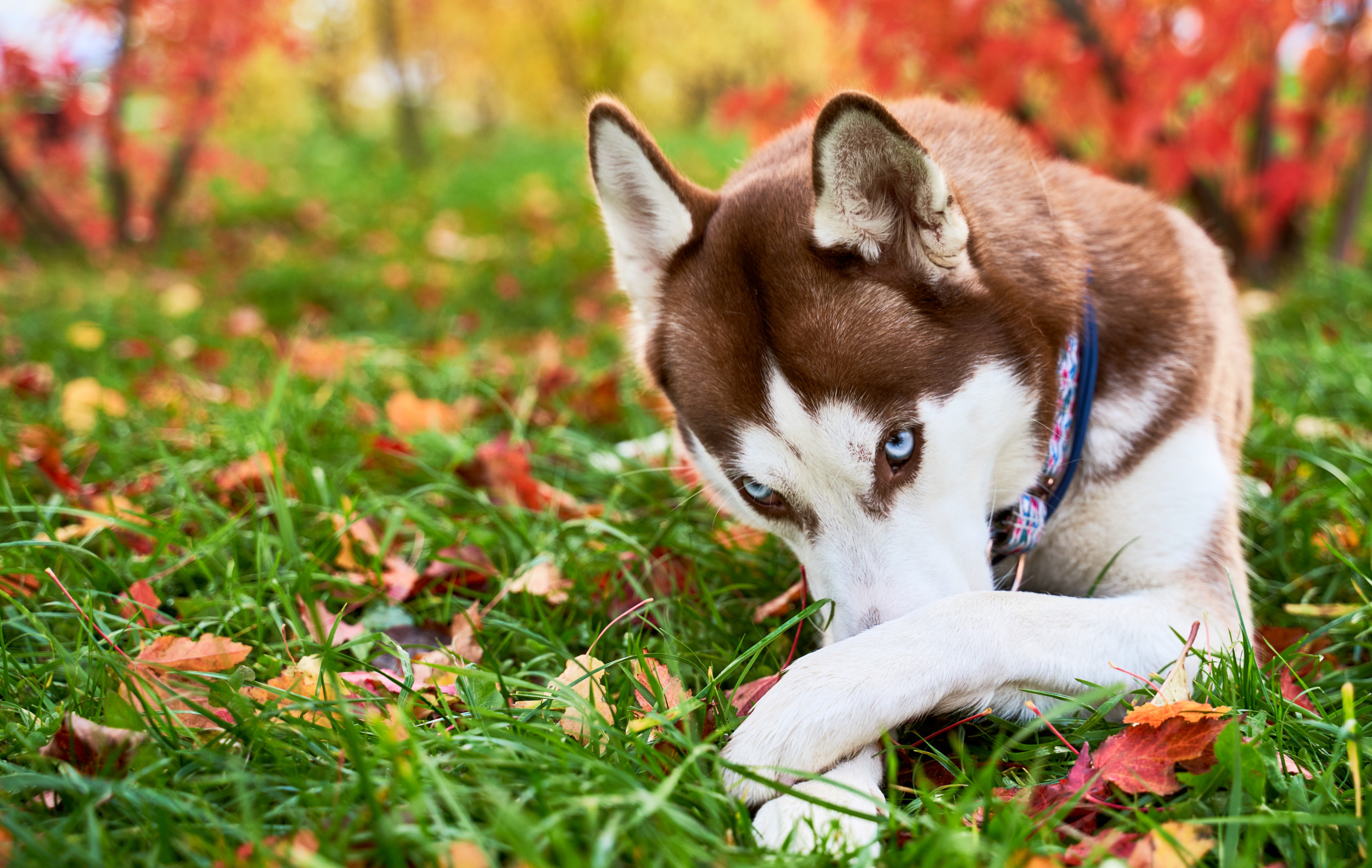 Internet Applauds Guilty Dog’s Heroic Attempt To Conceal ‘The Evidence’ [Video]