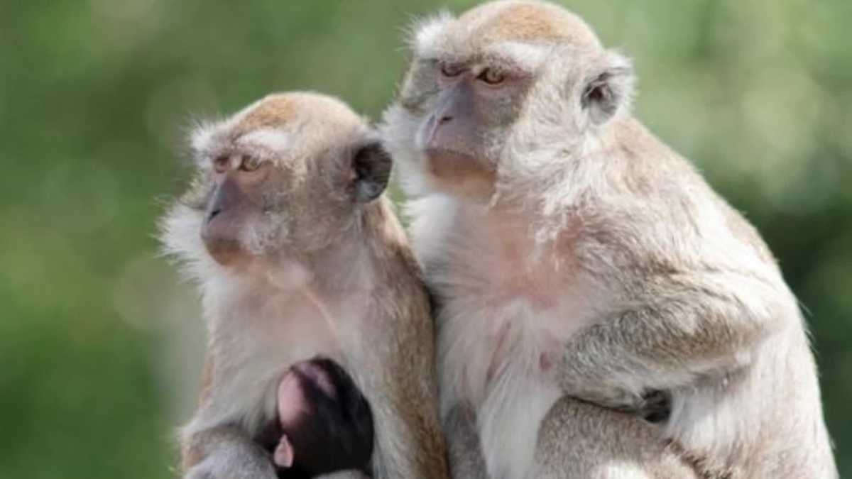 Monkeys escape update in South Carolina [Video]