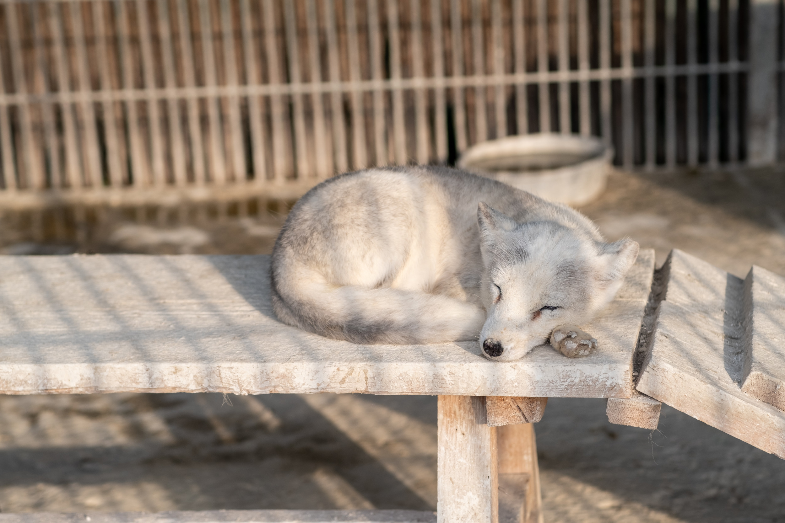 Woman Panics When Rescued Animal Won’t Wake Up, Then Ends Up Apologizing [Video]